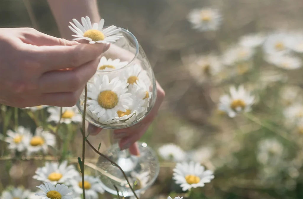 Hand holding daisies in soft outdoor light, symbolizing key takeaways about nervous system healing and addictive behaviours.