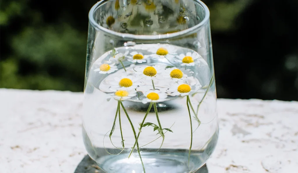 Small flowers in a glass of water, representing clarity around myths and facts in trauma-informed healing.
