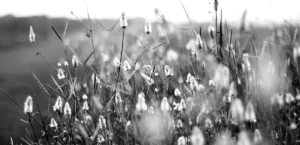 Wildflower field representing difficult emotions, nervous system regulation and healing