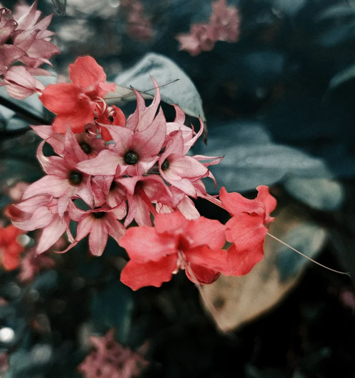 Flowers representing self-discovery, personal needs and growth after trauma